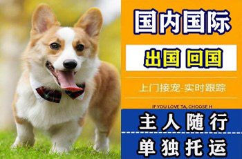 江苏省宠物托运公司江苏省宠物托运公司江苏省宠物托运公司