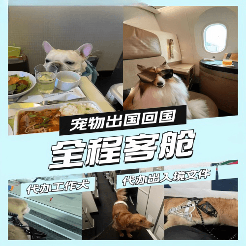 江苏省宠物托运到白俄罗斯宠物入境规定和要求